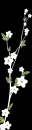 black flower