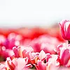 Pink Flowers