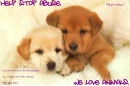 This is for MYPETPLACE.