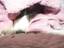 cute dog in towel
