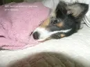 same dog in towel talking