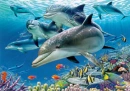 dolphin