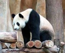 Real Panda