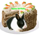 rabbit 