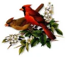 Birds