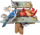 Birds