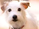 hotel for dogs