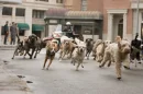 hotel for dogs