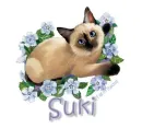 siamese cat