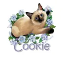 siamese cat