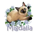 siamese cat