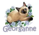 siamese cat