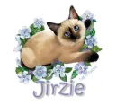 siamese cat