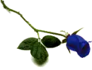 Blue rose