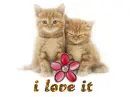 cats / i love it