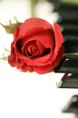 Red Rose on Piano
