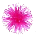 transparent flower