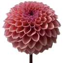 transparent flower