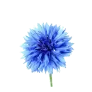 transparent flower