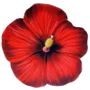 transparent flower