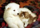 sweety