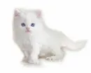 Kitty.