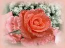 Rose.
