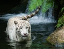 WHITE TIGER