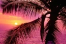 TROPICAL
