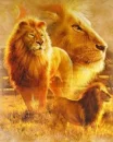 lion