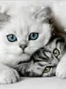 Hello Kitty ;)
