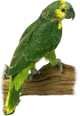 Ara