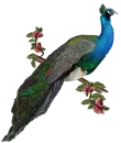 Peacook