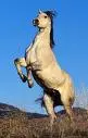 rearing horse