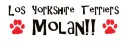 Yorkshire molan
