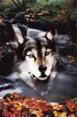 MY WOLF