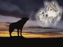 MY WOLF