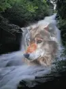 MY WOLF