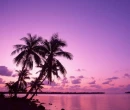 PURPLE SUNSET