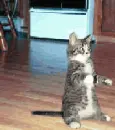 crank up the kitty