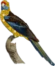 Ara