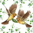 Birds