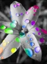 rain drops