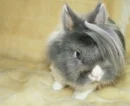 bunny