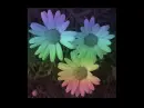 3 Flowers