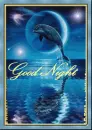 dolphin (good night)