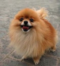 kawaiipuppy2