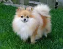 kawaiipuppy1