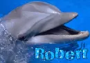 Robert Dolphin