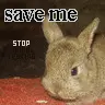 ANIMAL LOVE